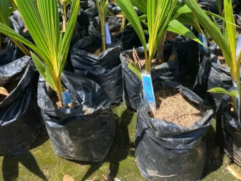 Kementerian Pertanian mengembangkan kawasan kelapa seluas 300 hektare di Kabupaten Wonosobo, Jawa Tengah. (Foto: Kementan)