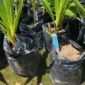 Kementerian Pertanian mengembangkan kawasan kelapa seluas 300 hektare di Kabupaten Wonosobo, Jawa Tengah. (Foto: Kementan)