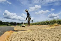World Food Programme (WFP) memperkirakan hampir 45 juta orang tambahan berpotensi mengalami kelaparan akut pada 2026. (Foto: Kementan)