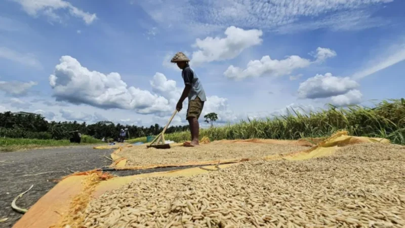 World Food Programme (WFP) memperkirakan hampir 45 juta orang tambahan berpotensi mengalami kelaparan akut pada 2026. (Foto: Kementan)