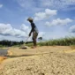 World Food Programme (WFP) memperkirakan hampir 45 juta orang tambahan berpotensi mengalami kelaparan akut pada 2026. (Foto: Kementan)