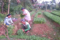 Petani memanen sayuran jelang Lebaran 2026. (Foto: Diskominfo Padang)