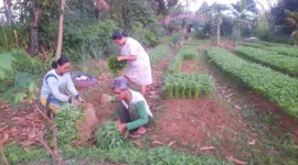 Petani memanen sayuran jelang Lebaran 2026. (Foto: Diskominfo Padang)
