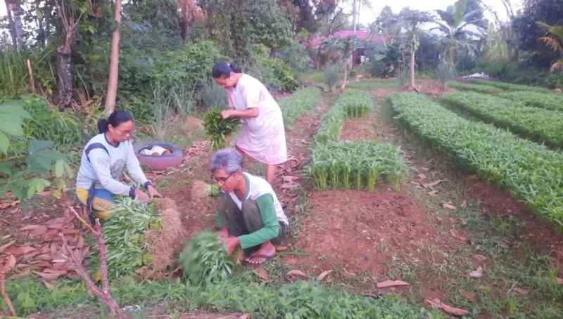 Petani memanen sayuran jelang Lebaran 2026. (Foto: Diskominfo Padang)
