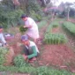 Petani memanen sayuran jelang Lebaran 2026. (Foto: Diskominfo Padang)