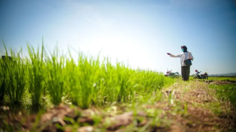 Produksi beras nasional pada Januari 2026 tercatat sebesar 1,75 juta ton. (Foto: Kementan)