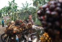 Pemerintah memperkuat tata kelola industri kelapa sawit nasional melalui penerapan standar Indonesian Sustainable Palm Oil (ISPO). (Foto: Kementan)