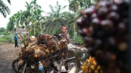 Pemerintah memperkuat tata kelola industri kelapa sawit nasional melalui penerapan standar Indonesian Sustainable Palm Oil (ISPO). (Foto: Kementan)