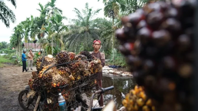 Pemerintah memperkuat tata kelola industri kelapa sawit nasional melalui penerapan standar Indonesian Sustainable Palm Oil (ISPO). (Foto: Kementan)