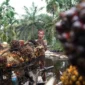 Pemerintah memperkuat tata kelola industri kelapa sawit nasional melalui penerapan standar Indonesian Sustainable Palm Oil (ISPO). (Foto: Kementan)