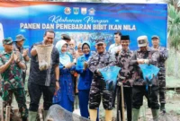 Kodaeral II Padang melakukan panen ikan nila di Desa Kampung Kandang, Kecamatan Pariaman Timur, Kamis (23/4/2026). (Foto: Kominfo Pariaman)