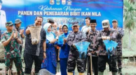 Kodaeral II Padang melakukan panen ikan nila di Desa Kampung Kandang, Kecamatan Pariaman Timur, Kamis (23/4/2026). (Foto: Kominfo Pariaman)