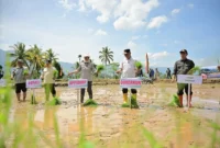 Gubernur Sumbar, Mahyeldi melakukan menanam padi dalam kegiatan tanam serempak 50.000 hektare di Sumbar yang dipusatkan di Nagari Koto Kaciak, Kecamatan Tanjung Raya, Kabupaten Agam, Kamis (30/4/2026). (Foto: ADPSB)