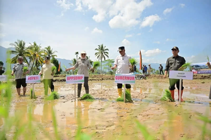 Gubernur Sumbar, Mahyeldi melakukan menanam padi dalam kegiatan tanam serempak 50.000 hektare di Sumbar yang dipusatkan di Nagari Koto Kaciak, Kecamatan Tanjung Raya, Kabupaten Agam, Kamis (30/4/2026). (Foto: ADPSB)
