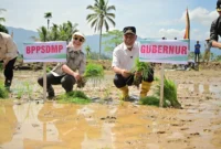 Gubernur Sumbar, Mahyeldi melakukan penanaman padi di Nagari Koto Kaciak, Kecamatan Tanjung Raya, Kabupaten Agam, Kamis (30/4/2026). (Foto: ADPSB)