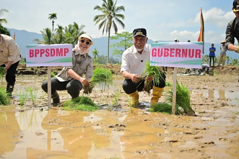 Gubernur Sumbar, Mahyeldi melakukan penanaman padi di Nagari Koto Kaciak, Kecamatan Tanjung Raya, Kabupaten Agam, Kamis (30/4/2026). (Foto: ADPSB)