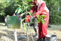 Wakil Wali Kota Padang, Maigus Nasir melakukan penanaman pohon dalam rangkaian Raker Komwil I APEKSI 2026 di Kota Banda Aceh, Provinsi Aceh, 19-22 April 2026. (Foto: Prokopim Padang)