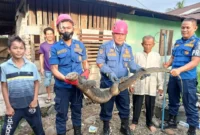 Petugas Damkar Padang saat mengevakuasi satwa liar. (Foto: FB Diskominfo Padang)