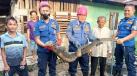 Petugas Damkar Padang saat mengevakuasi satwa liar. (Foto: FB Diskominfo Padang)