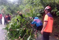 Tim Rescue PB BPBD Padang mengevakuasi material pohon tumbang di Jalan Raya Padang-Painan KM 15, Kelurahan Gates, Kecamatan Lubuk Begalung Nan XX, Jumat sore (15/5/2026). (Foto: FB Diskominfo Padang)