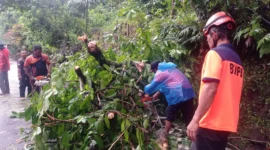 Tim Rescue PB BPBD Padang mengevakuasi material pohon tumbang di Jalan Raya Padang-Painan KM 15, Kelurahan Gates, Kecamatan Lubuk Begalung Nan XX, Jumat sore (15/5/2026). (Foto: FB Diskominfo Padang)