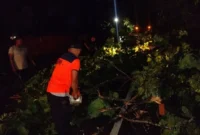 Tim rescue BPBD Padang melakukan penanganan dan pembersihan pohon tumbang di Jalan Padang-Painan, Kamis (21/5/2026). (Foto: BPBD Padang)