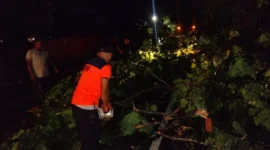 Tim rescue BPBD Padang melakukan penanganan dan pembersihan pohon tumbang di Jalan Padang-Painan, Kamis (21/5/2026). (Foto: BPBD Padang)
