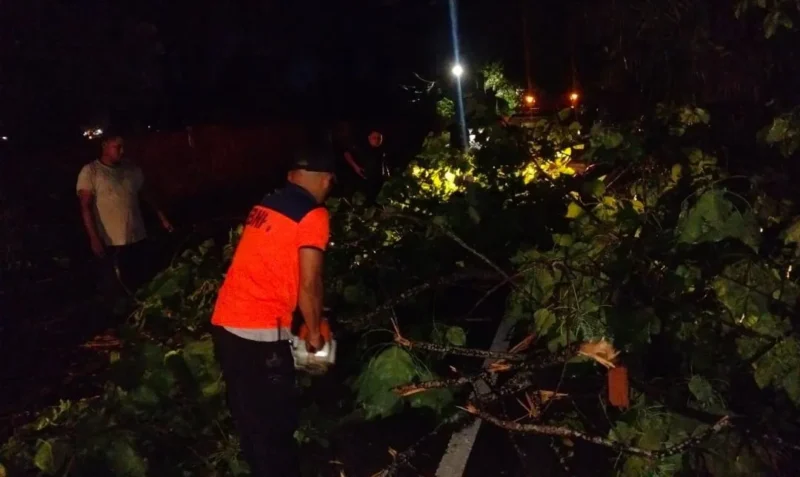 Tim rescue BPBD Padang melakukan penanganan dan pembersihan pohon tumbang di Jalan Padang-Painan, Kamis (21/5/2026). (Foto: BPBD Padang)
