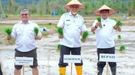 Gubernur Sumatera Barat, Mahyeldi Ansharullah saat kegiatan tanam padi serentak di lahan sawah terdampak bencana di Korong Tanah Taban, Nagari Pasie Laweh Lubuk Alung, Kecamatan Lubuk Alung, Kabupaten Padang Pariaman, Rabu (13/5/2026). (Foto: ADPSB)