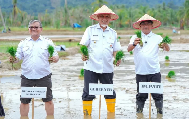 Gubernur Sumatera Barat, Mahyeldi Ansharullah saat kegiatan tanam padi serentak di lahan sawah terdampak bencana di Korong Tanah Taban, Nagari Pasie Laweh Lubuk Alung, Kecamatan Lubuk Alung, Kabupaten Padang Pariaman, Rabu (13/5/2026). (Foto: ADPSB)