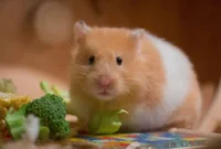 Ilustrasi hamster. (Foto: Pixabay)