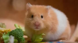 Ilustrasi hamster. (Foto: Pixabay)