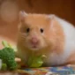 Ilustrasi hamster. (Foto: Pixabay)