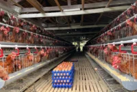 Kementan memperkuat serapan pasar dan hilirisasi produk peternakan untuk menstabilkan harga telur ayam ras di tingkat peternak. (Foto: Ditjen PKH Kementan)