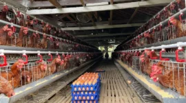 Kementan memperkuat serapan pasar dan hilirisasi produk peternakan untuk menstabilkan harga telur ayam ras di tingkat peternak. (Foto: Ditjen PKH Kementan)