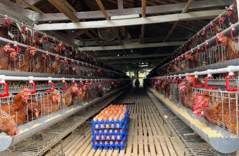 Kementan memperkuat serapan pasar dan hilirisasi produk peternakan untuk menstabilkan harga telur ayam ras di tingkat peternak. (Foto: Ditjen PKH Kementan)