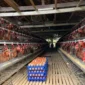 Kementan memperkuat serapan pasar dan hilirisasi produk peternakan untuk menstabilkan harga telur ayam ras di tingkat peternak. (Foto: Ditjen PKH Kementan)