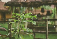 Ilustrasi hujan. (Foto: Unsplash)