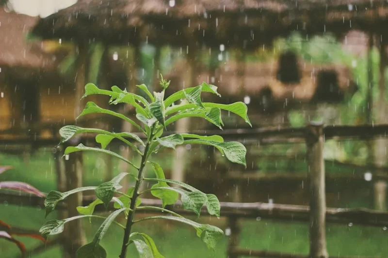 Ilustrasi hujan. (Foto: Unsplash)