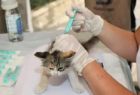 Ilustrasi kucing divaksin. (Foto: Pexels)