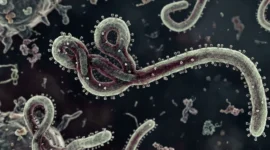 Kemenkes memastikan hingga kini belum menemukan kasus Ebola di Indonesia. (Foto: Kemenkes)