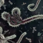 Kemenkes memastikan hingga kini belum menemukan kasus Ebola di Indonesia. (Foto: Kemenkes)