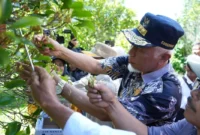 Gubernur Sumbar Mahyeldi saat panen raya cengkeh di di Bukit Batu Agung, Jorong Subarang, Nagari Paninggahan, Kecamatan Junjung Sirih, Kabupaten Solok, Sabtu (30/5/2026). (Foto: ADPSB)