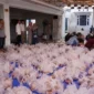 Pemko Padang Panjang membagikan 1.170 kupon daging kurban kepada masyarakat, Rabu (27/5/2026). (Foto: Pemko Padang Panjang)