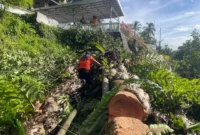 Anggota TRC PB BPBD Padang melakukan pembersihan pohon tumbang di Jalan Sutan Syahrir, Kelurahan Mata Air, Kecamatan Padang Selatan, Kamis (21/5/2026). (Foto: BPBD Padang)