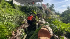 Anggota TRC PB BPBD Padang melakukan pembersihan pohon tumbang di Jalan Sutan Syahrir, Kelurahan Mata Air, Kecamatan Padang Selatan, Kamis (21/5/2026). (Foto: BPBD Padang)