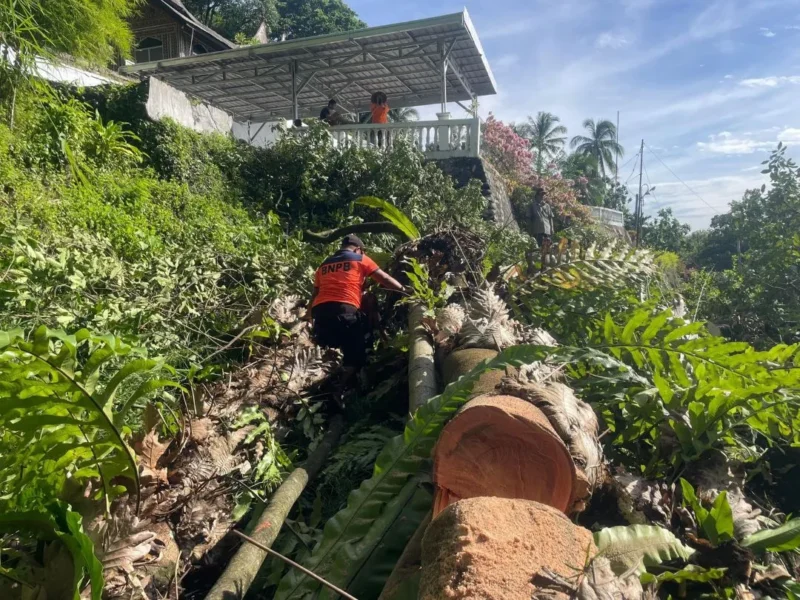 Anggota TRC PB BPBD Padang melakukan pembersihan pohon tumbang di Jalan Sutan Syahrir, Kelurahan Mata Air, Kecamatan Padang Selatan, Kamis (21/5/2026). (Foto: BPBD Padang)