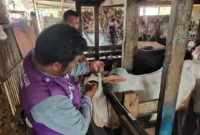 Tim Keswan Distan Padang melakukan pemeriksaan kesehatan hewan ternak menjelang Iduladha 1447 H. (Foto: Diskominfo Padang)