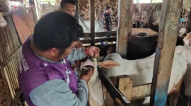 Tim Keswan Distan Padang melakukan pemeriksaan kesehatan hewan ternak menjelang Iduladha 1447 H. (Foto: Diskominfo Padang)
