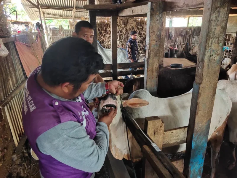 Tim Keswan Distan Padang melakukan pemeriksaan kesehatan hewan ternak menjelang Iduladha 1447 H. (Foto: Diskominfo Padang)